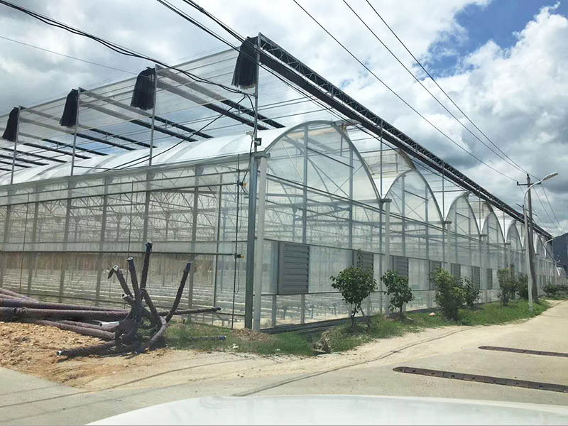 連棟溫室大棚廠家